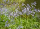 1 Bluebells - Ecclesall Woods.jpg